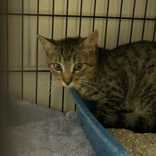 Enlarge Versace, a Adoptable Domestic Short Hair in Burlington, IA image 2/2