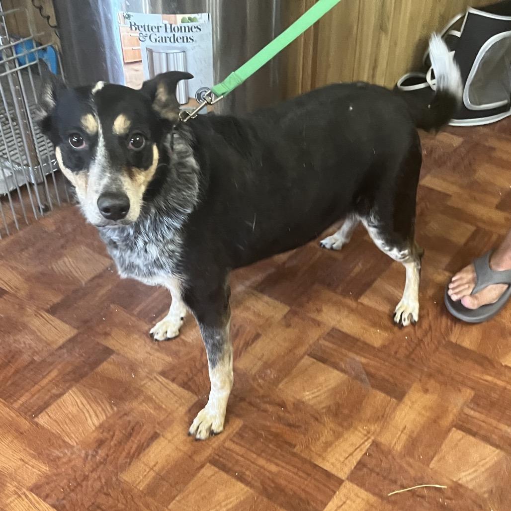 Sadie, Adoptable, Adult Female Australian Cattle Dog / Blue Heeler & Mixed Breed.