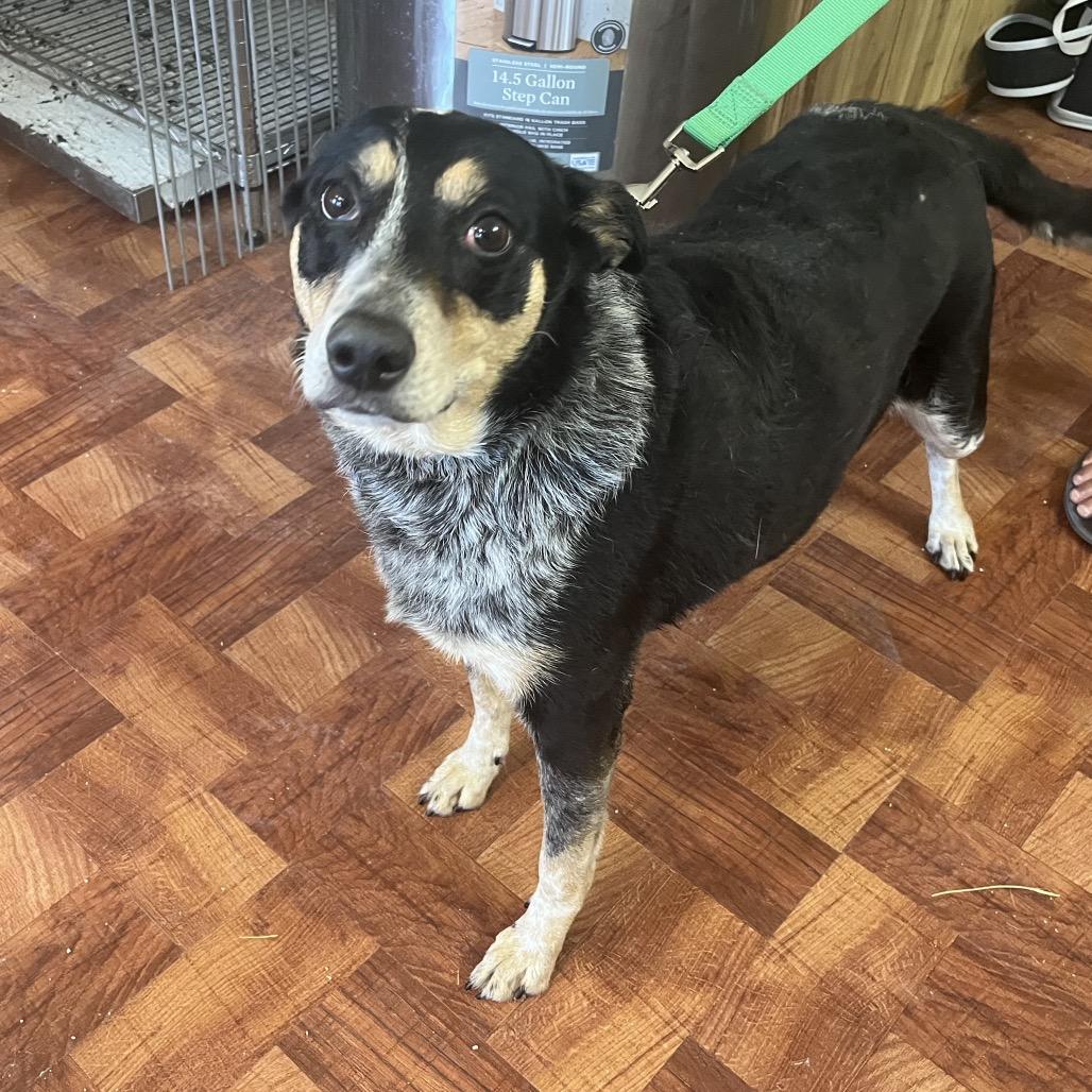 Enlarge Sadie, a Adoptable mixed breed in Pittsburg, KS image 2/2