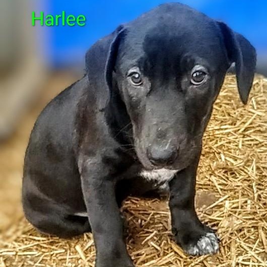 Harlee, a ADOPTABLE mixed breed in Carson, MS image 1/3