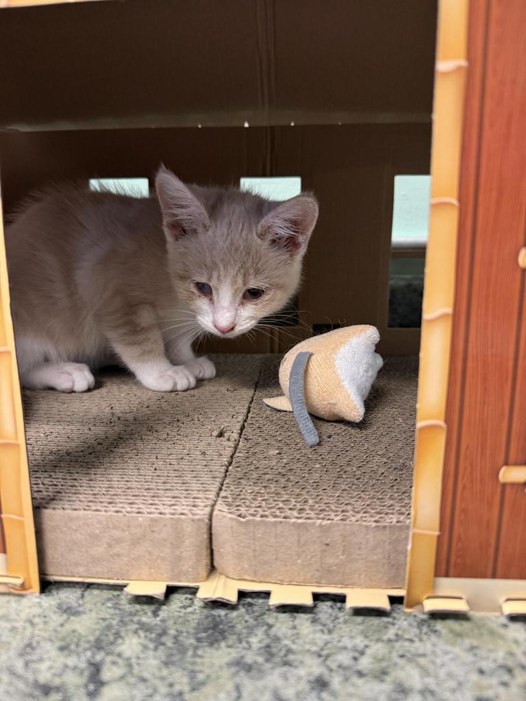 Peanut Breadcrumbs, Adoptable, Kitten Female Domestic Short Hair.