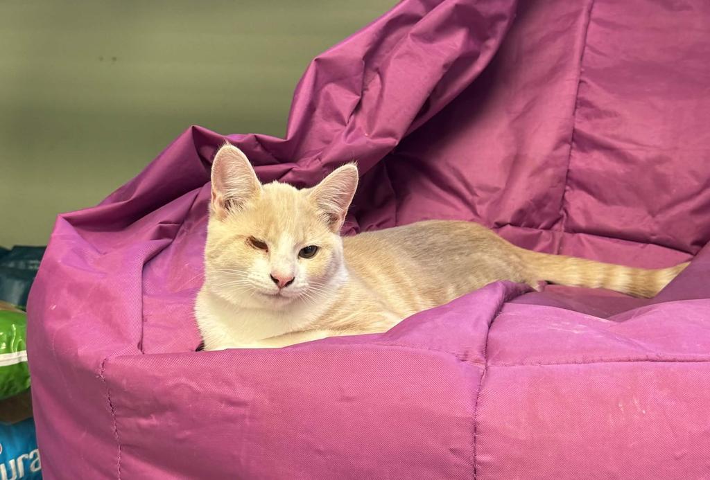 Peanut Breadcrumbs, a Adoptable mixed breed in Athens, OH image 2/3