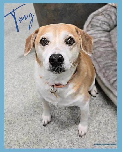 Tony — thumbnail 2