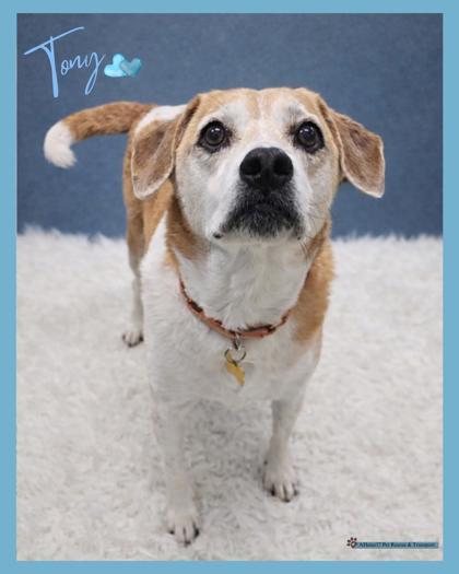 Tony — thumbnail 3