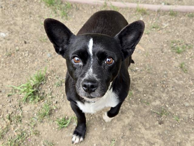 Enlarge MORENA, a Adoptable Terrier in Martinez, CA image 1/1