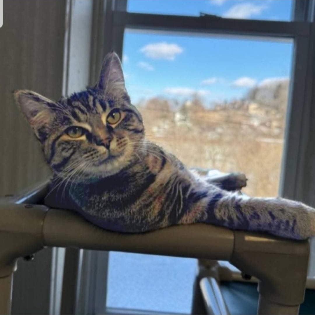 Enlarge Tippy, a Adoptable Domestic Short Hair in Greensburg, PA image 3/6