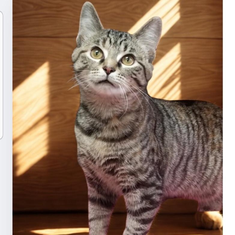 Tippy, Adoptable, Young Female Domestic Short Hair.