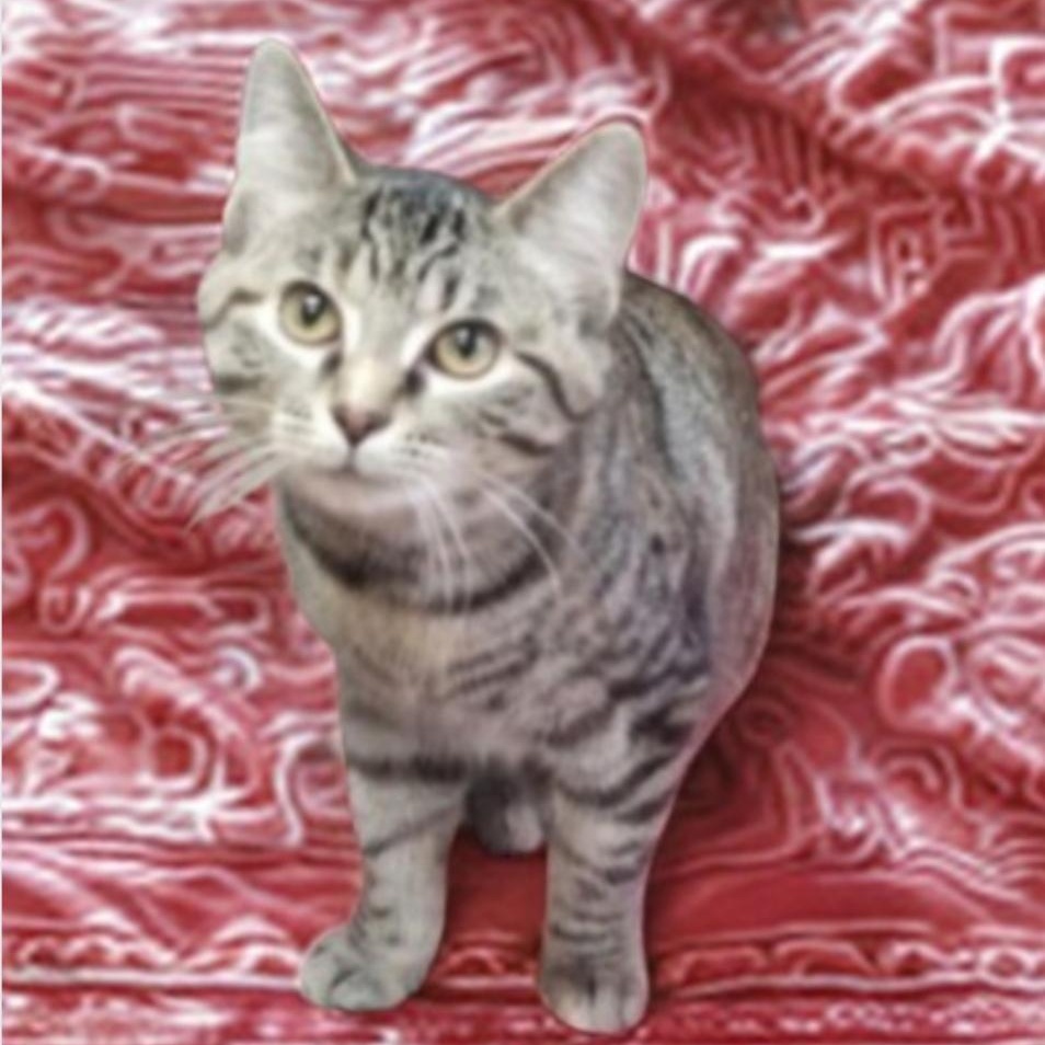Enlarge Tippy, a Adoptable Domestic Short Hair in Greensburg, PA image 2/3