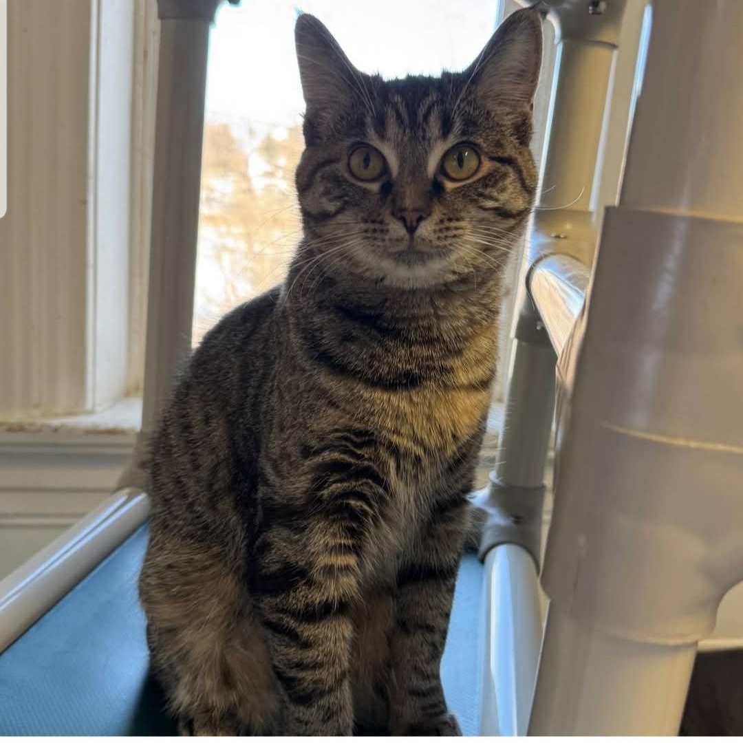 Enlarge Tippy, a Adoptable Domestic Short Hair in Greensburg, PA image 5/6