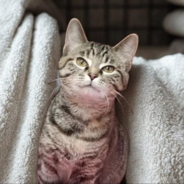 Enlarge Tippy, a Adoptable Domestic Short Hair in Greensburg, PA image 3/3