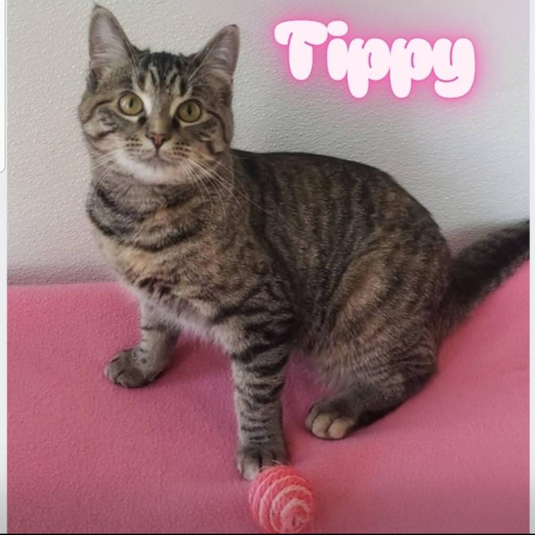 Tippy, Adoptable, Young Female Domestic Short Hair.