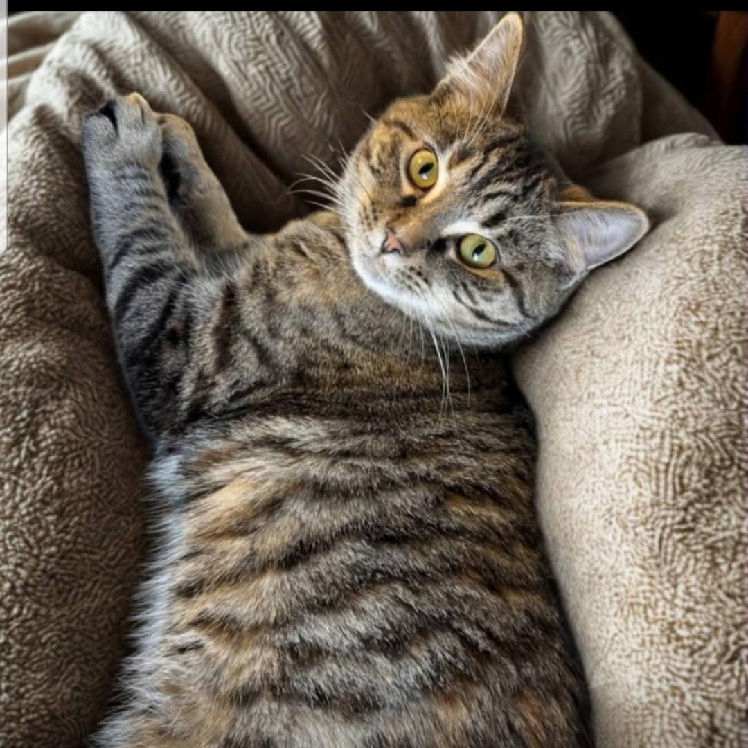 Enlarge Tippy, a Adoptable Domestic Short Hair in Greensburg, PA image 2/6