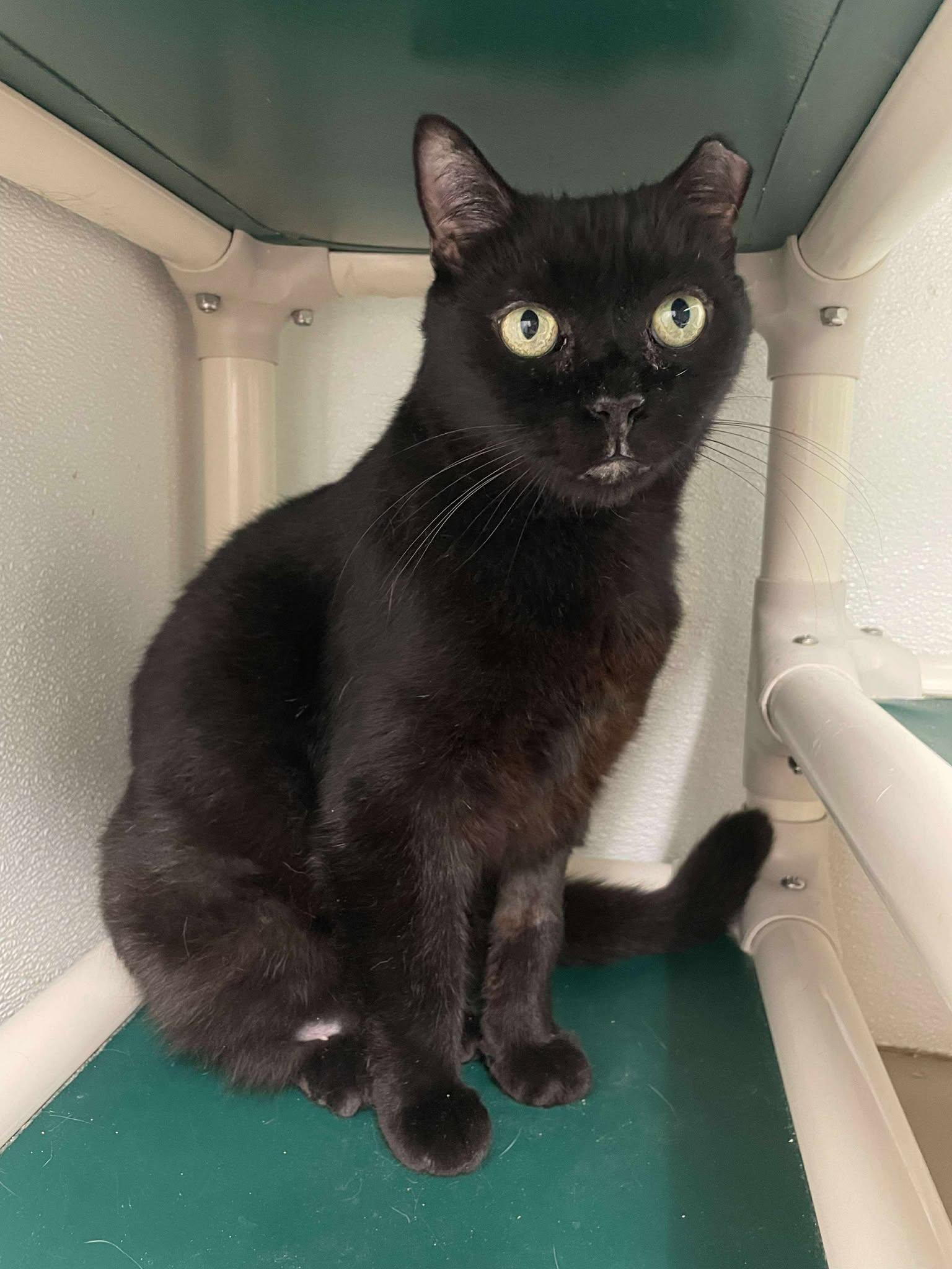 Cecil AND Molly, a Adoptable Domestic Short Hair in Gonic, NH image 1/3