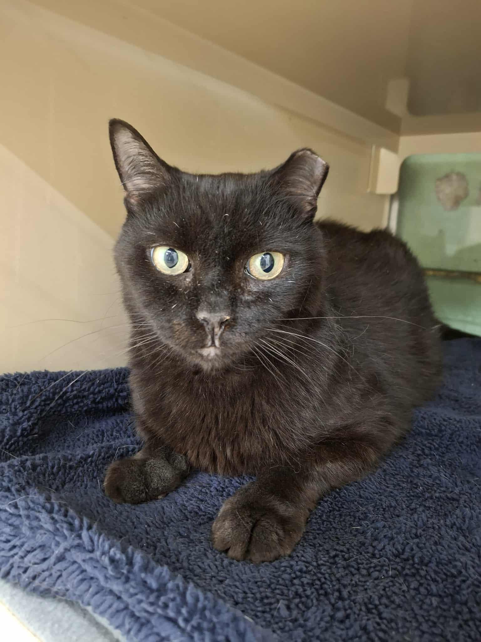 Cecil AND Molly, a Adoptable Domestic Short Hair in Gonic, NH image 2/3