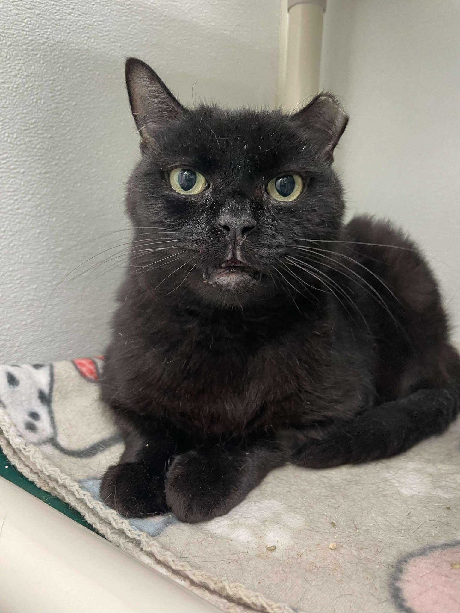 Cecil AND Molly, a Adoptable Domestic Short Hair in Gonic, NH image 3/3