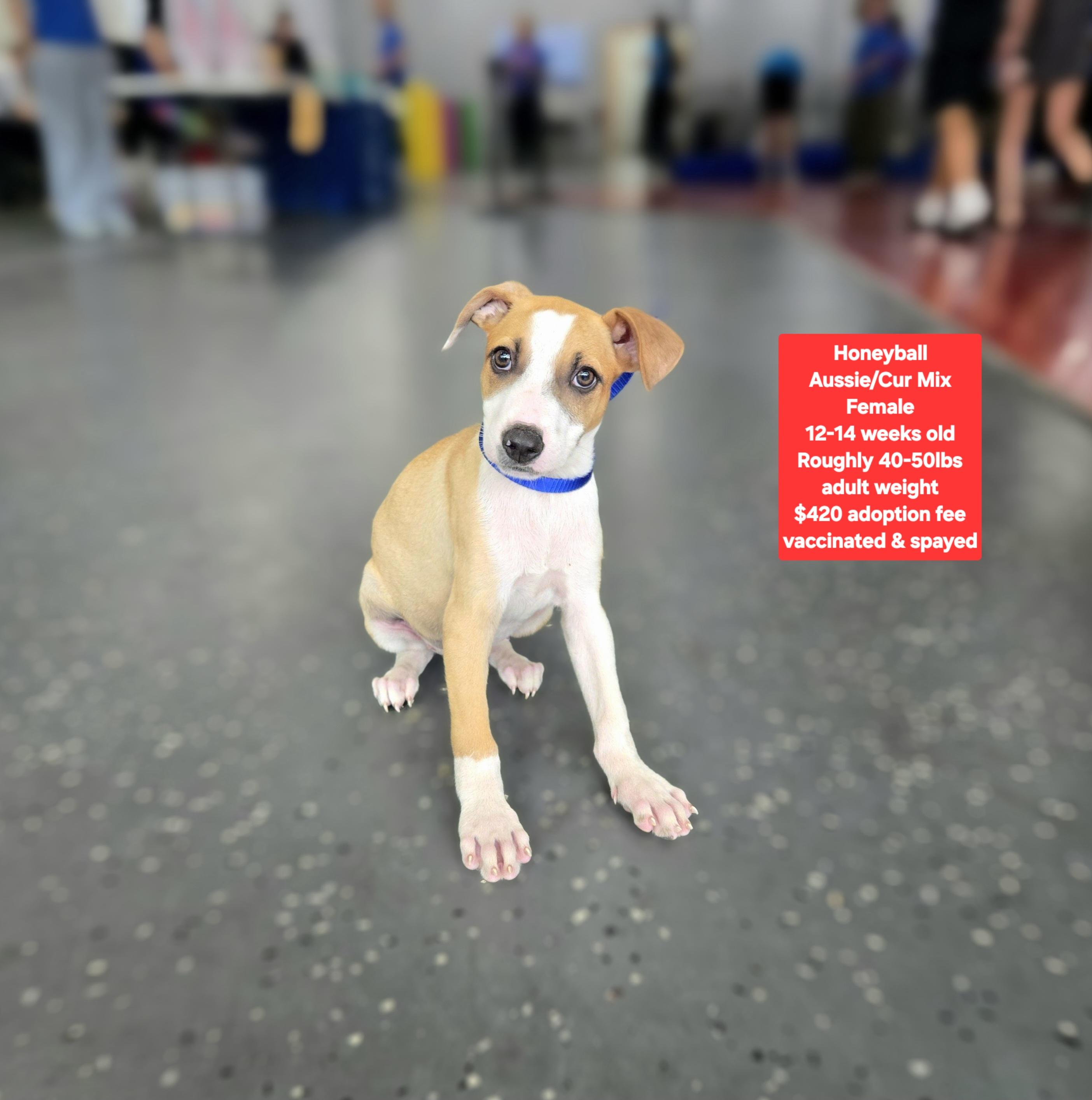 Enlarge Honeyball, a ADOPTABLE mixed breed in Oviedo, FL image 1/1