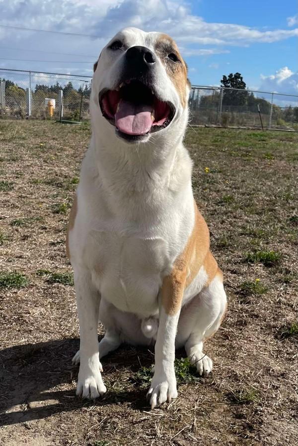 Goose, a Adoptable mixed breed in McMinnville, OR image 1/2