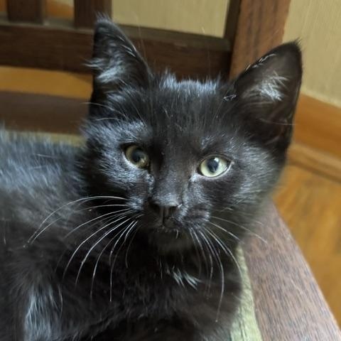 Enlarge Wall-e (boy) and Eve (girl), a Adopted Domestic Short Hair in Columbus, OH image 4/6