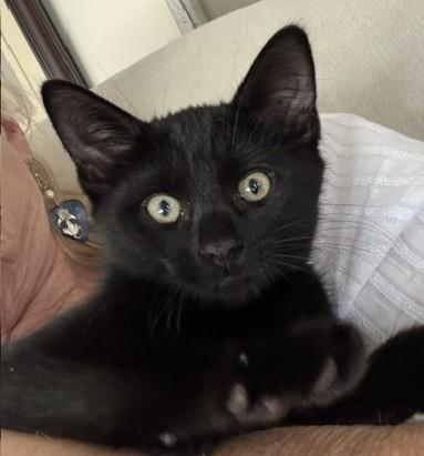 Enlarge Wall-e (boy) and Eve (girl), a Adopted Domestic Short Hair in Columbus, OH image 5/6