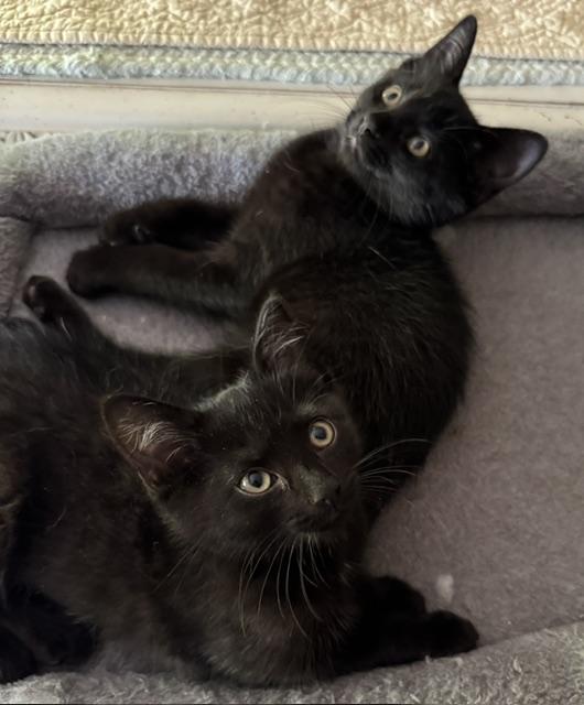 Enlarge Wall-e (boy) and Eve (girl), a Adopted Domestic Short Hair in Columbus, OH image 3/6