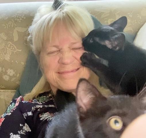 Enlarge Wall-e (boy) and Eve (girl), a Adopted Domestic Short Hair in Columbus, OH image 6/6