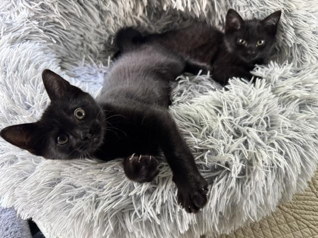 Wall-e (boy) and Eve (girl), Adopted, Kitten Male Domestic Short Hair.