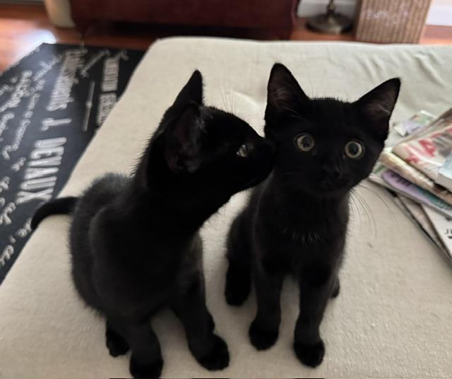 Enlarge Wall-e (boy) and Eve (girl), a Adopted Domestic Short Hair in Columbus, OH image 2/6