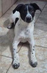 Junior, a ADOPTABLE Australian Shepherd in Hamilton, MT image 4/6