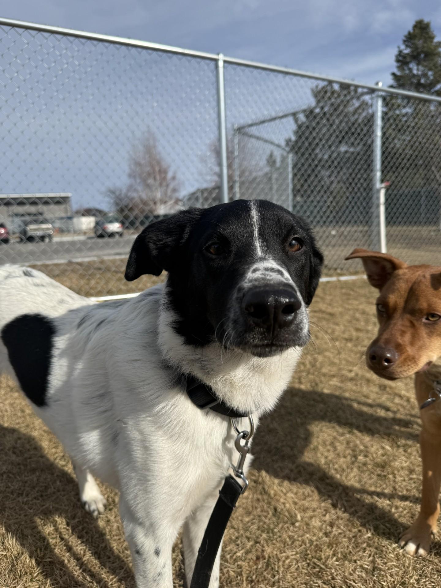 Enlarge Junior, an adoptable Australian Shepherd in Hamilton, MT image 3/6