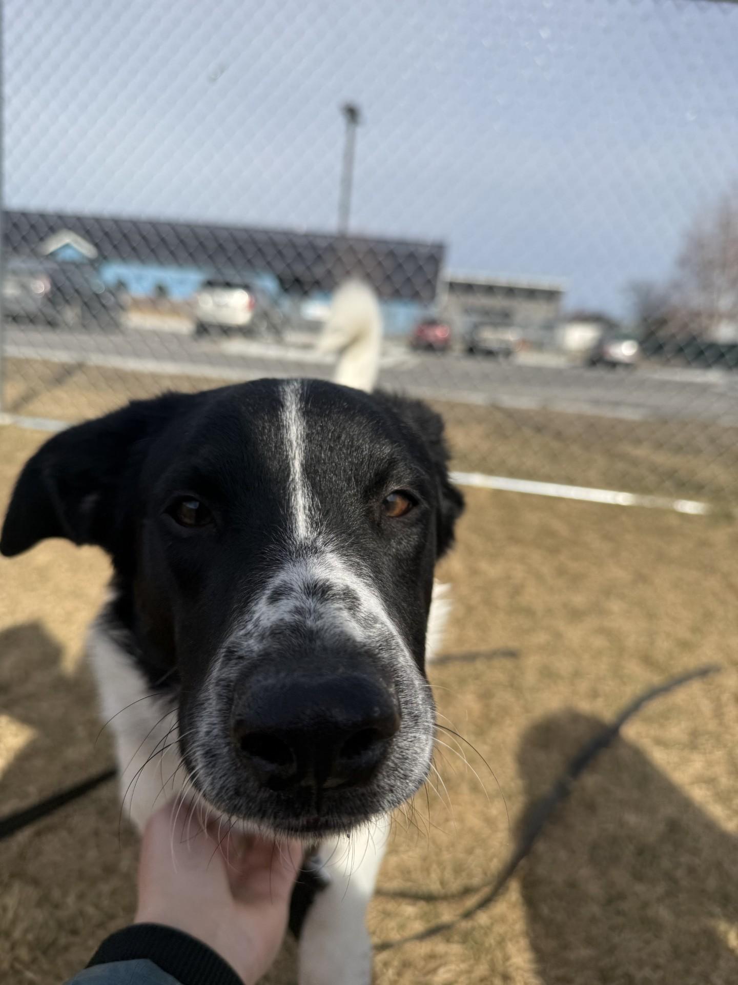 Enlarge Junior, an adoptable Australian Shepherd in Hamilton, MT image 5/6