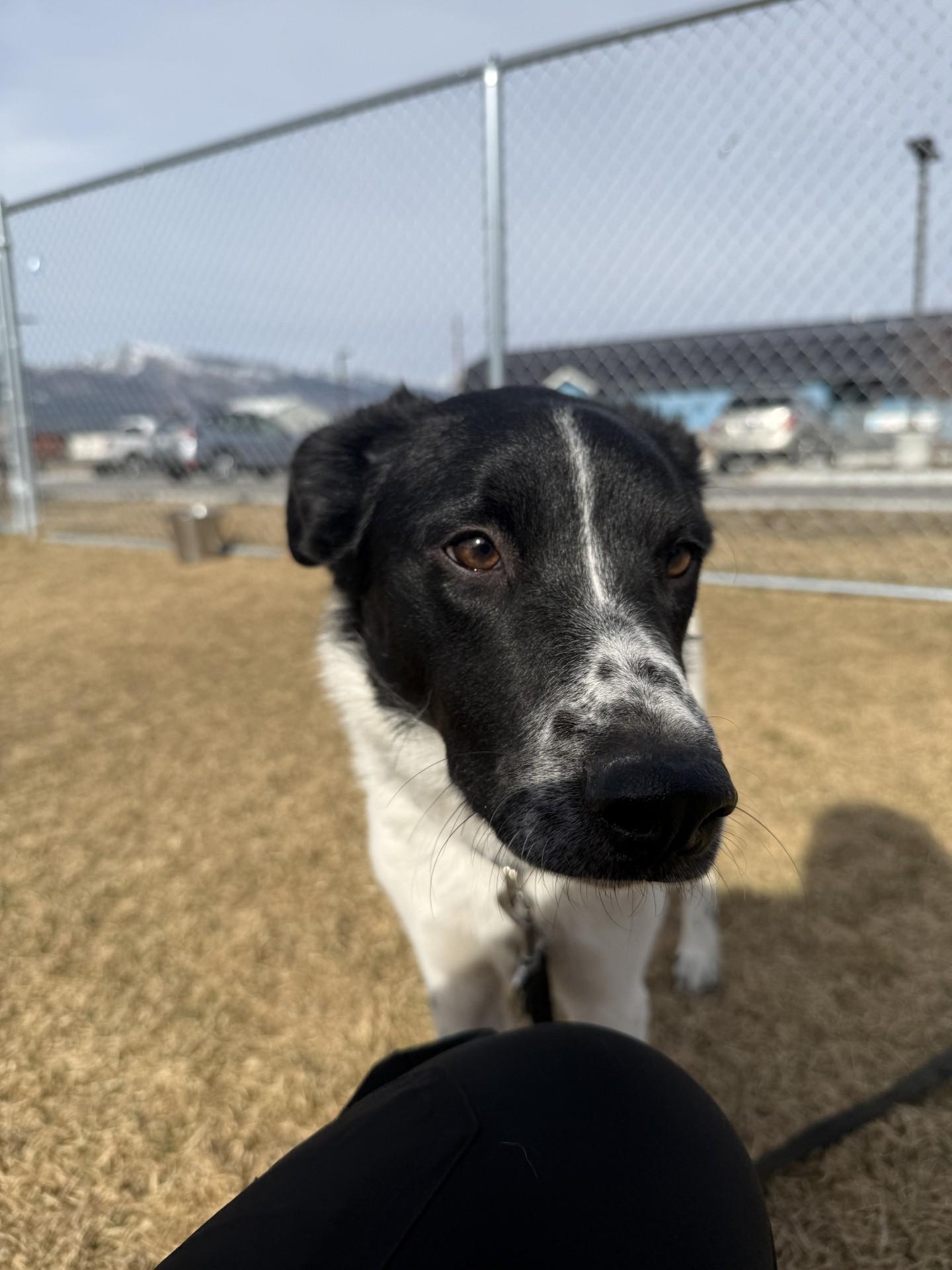Enlarge Junior, an adoptable Australian Shepherd in Hamilton, MT image 4/6
