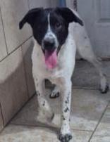 Junior, a ADOPTABLE Australian Shepherd in Hamilton, MT image 2/6