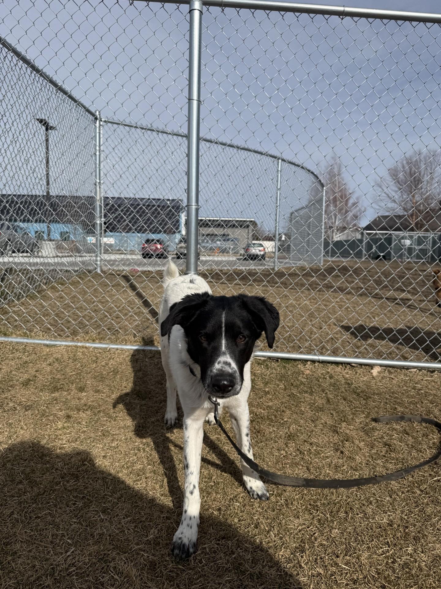 Enlarge Junior, an adoptable Australian Shepherd in Hamilton, MT image 2/6