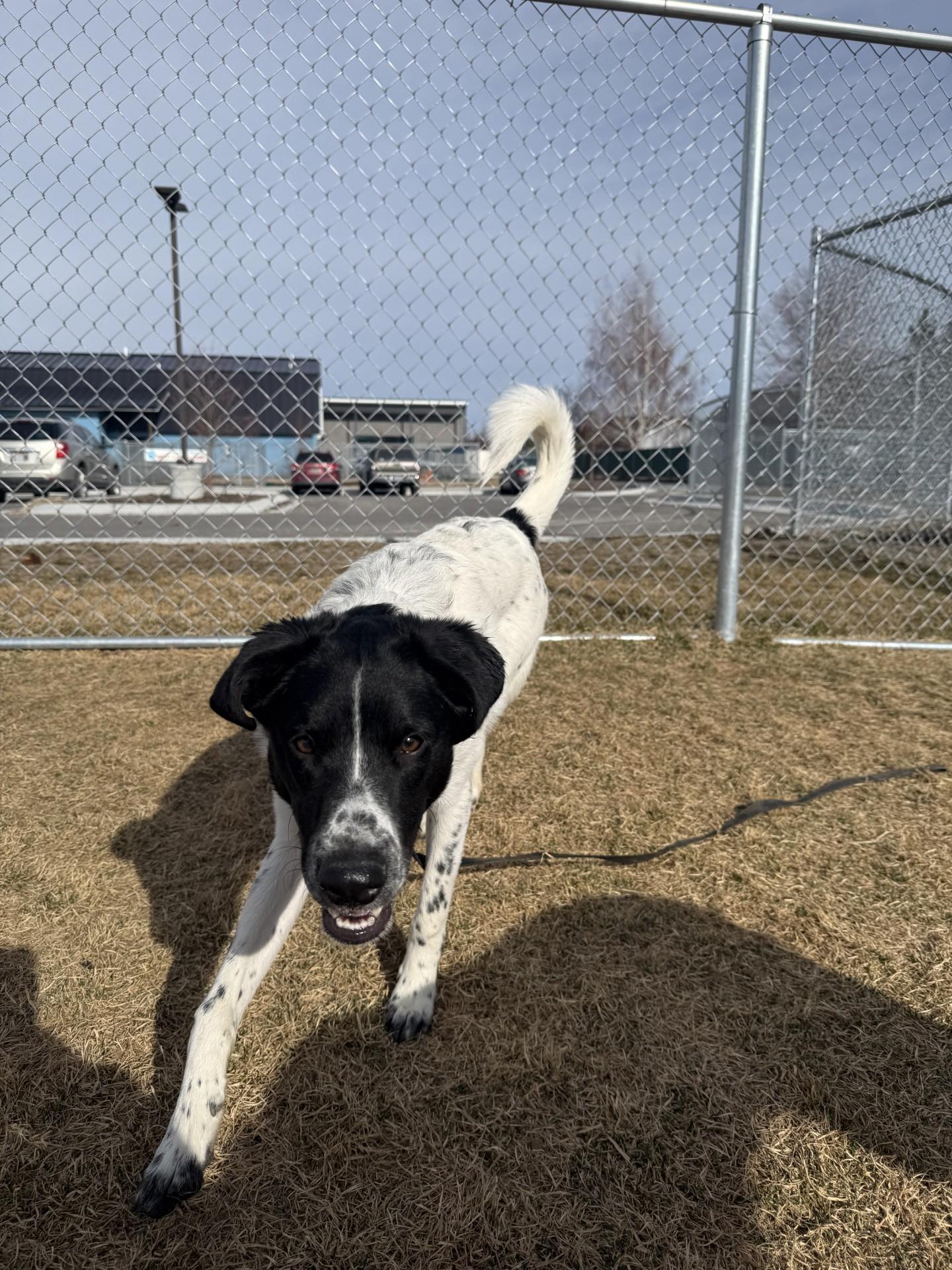 Enlarge Junior, an adoptable Australian Shepherd in Hamilton, MT image 6/6