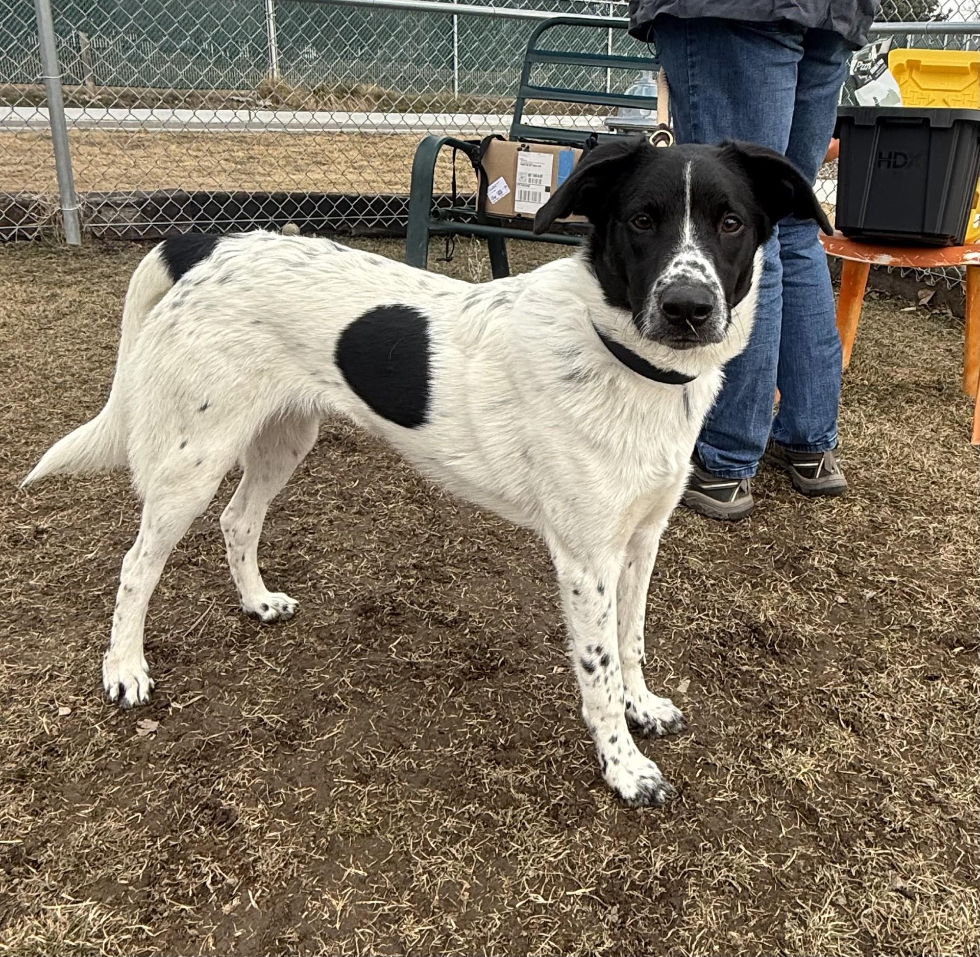 Enlarge Junior, an adoptable Australian Shepherd in Hamilton, MT image 1/6