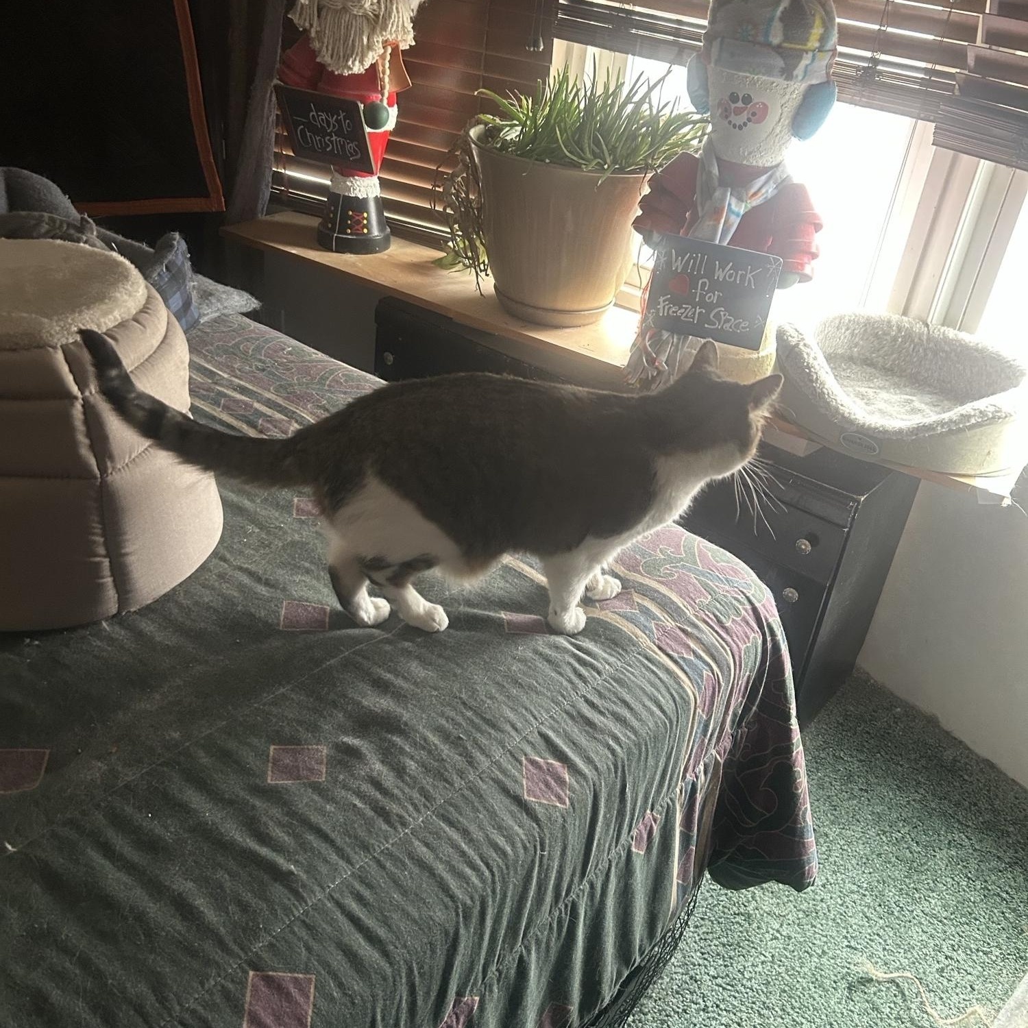 Spot