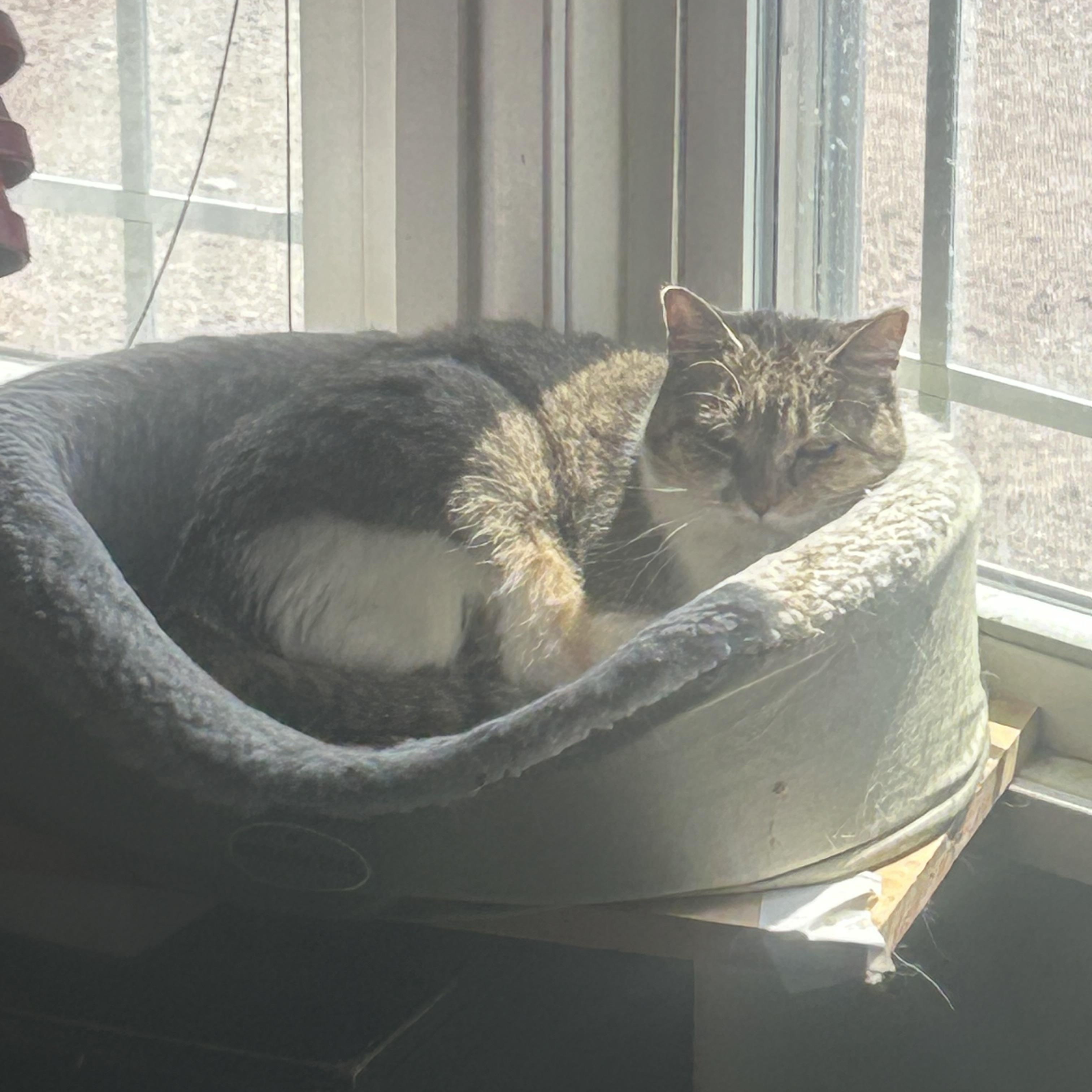 Spot