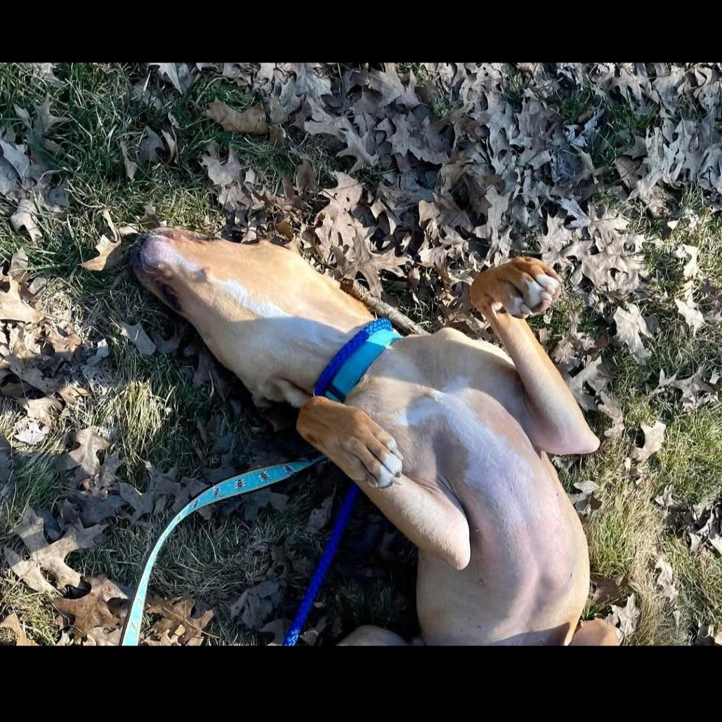 Tate, Adoptable, Adult Male Terrier & Retriever.