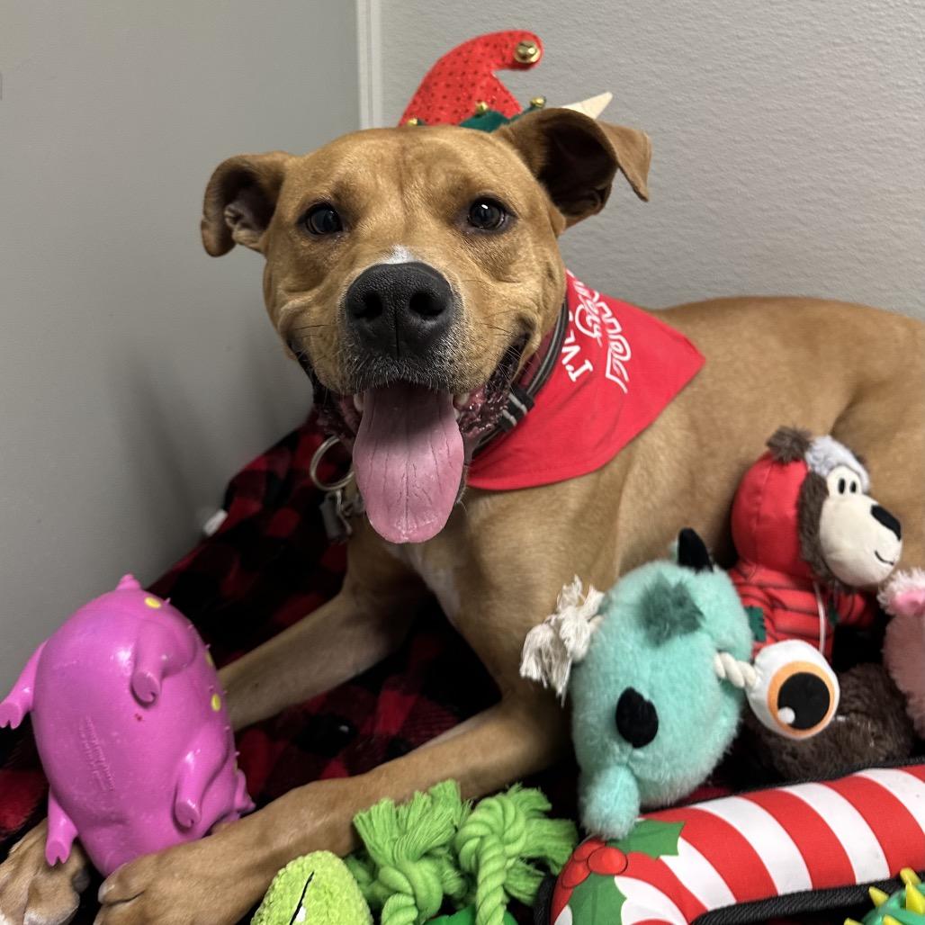 Tate, a Adoptable mixed breed in Columbia Station, OH image 2/6