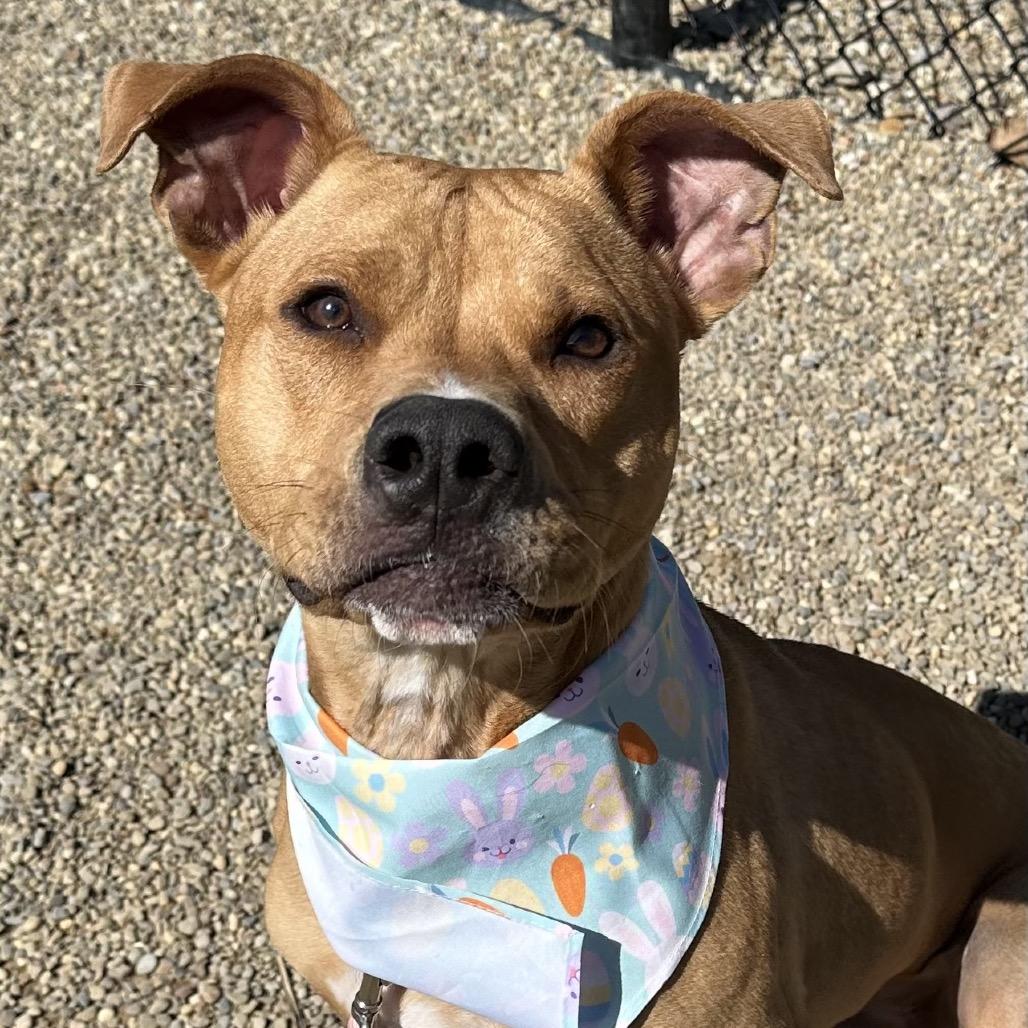 Enlarge Tate, a Adoptable mixed breed in Columbia Station, OH image 2/6