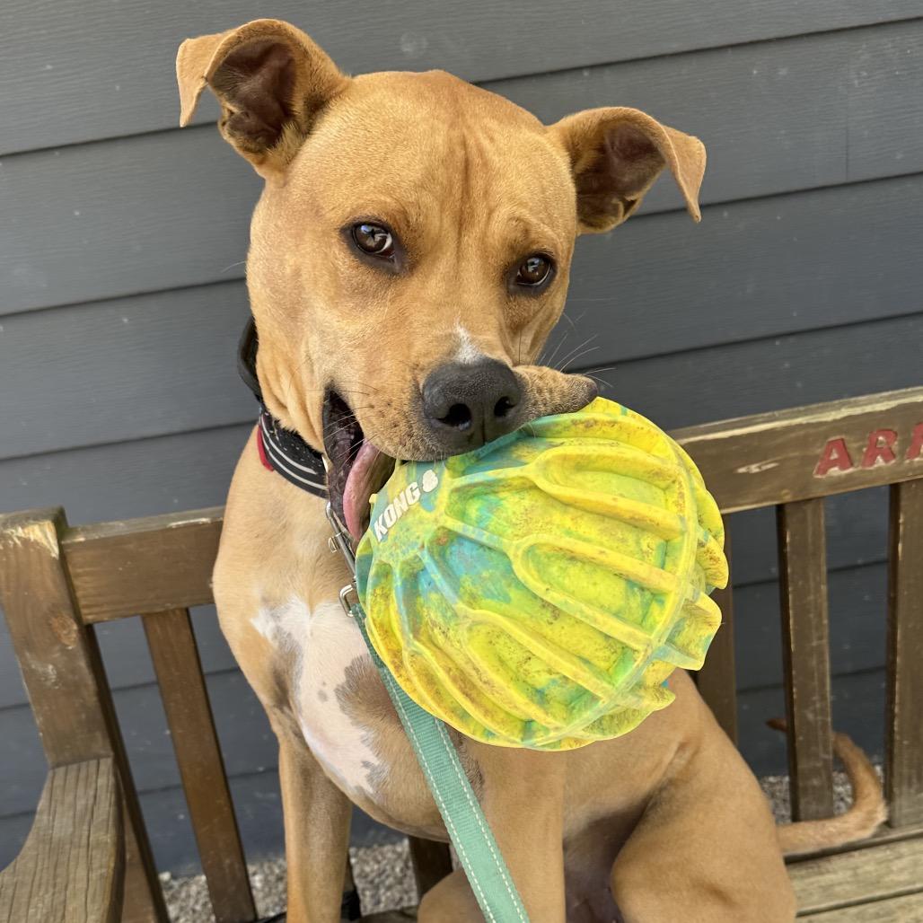 Enlarge Tate, a Adoptable mixed breed in Columbia Station, OH image 3/6