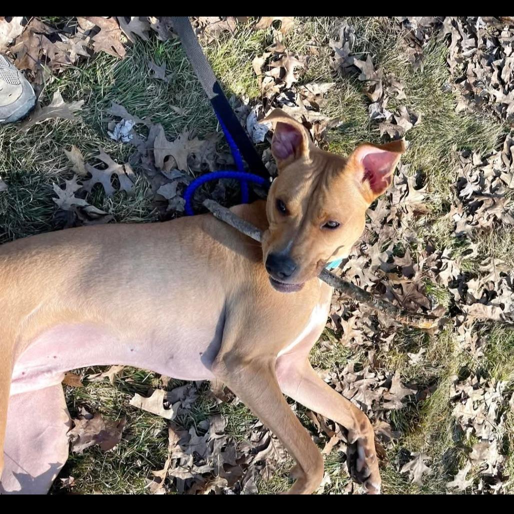 Tate, a Adoptable mixed breed in Columbia Station, OH image 4/6