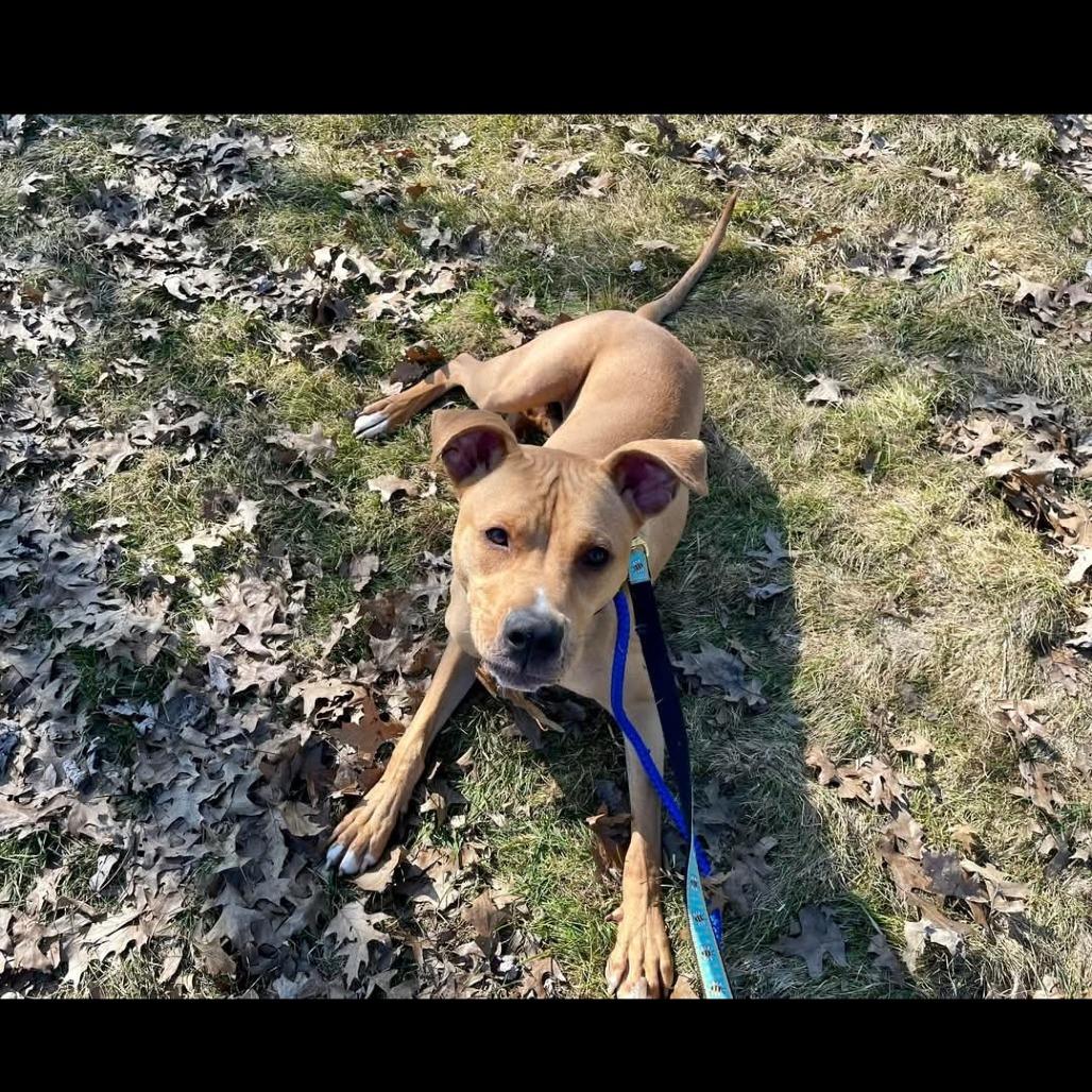 Tate, a Adoptable mixed breed in Columbia Station, OH image 6/6