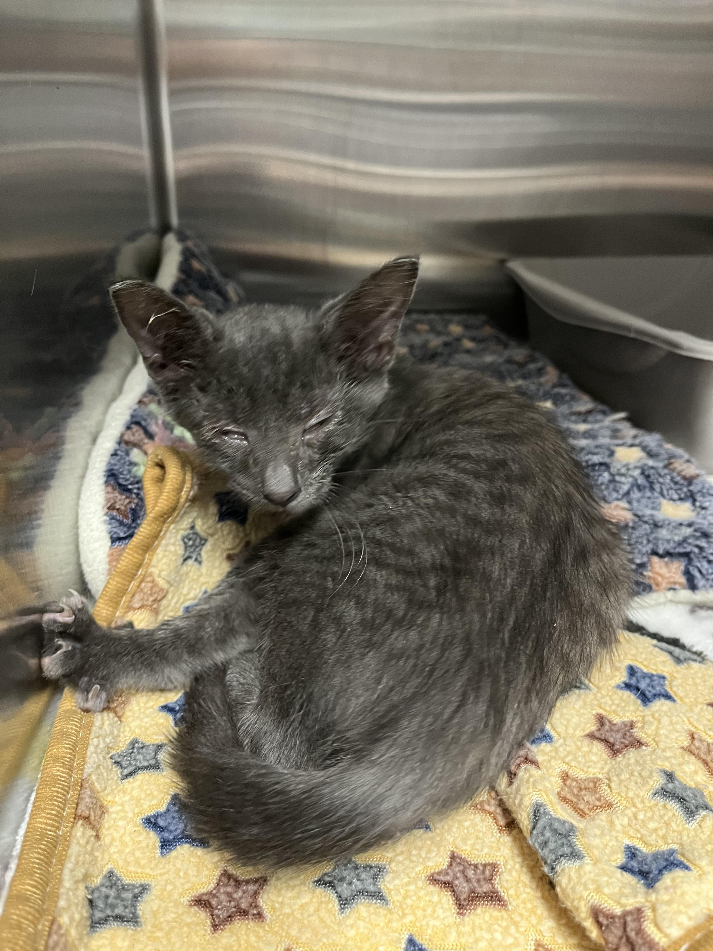 Benson, Adopted, Young Male Domestic Short Hair.