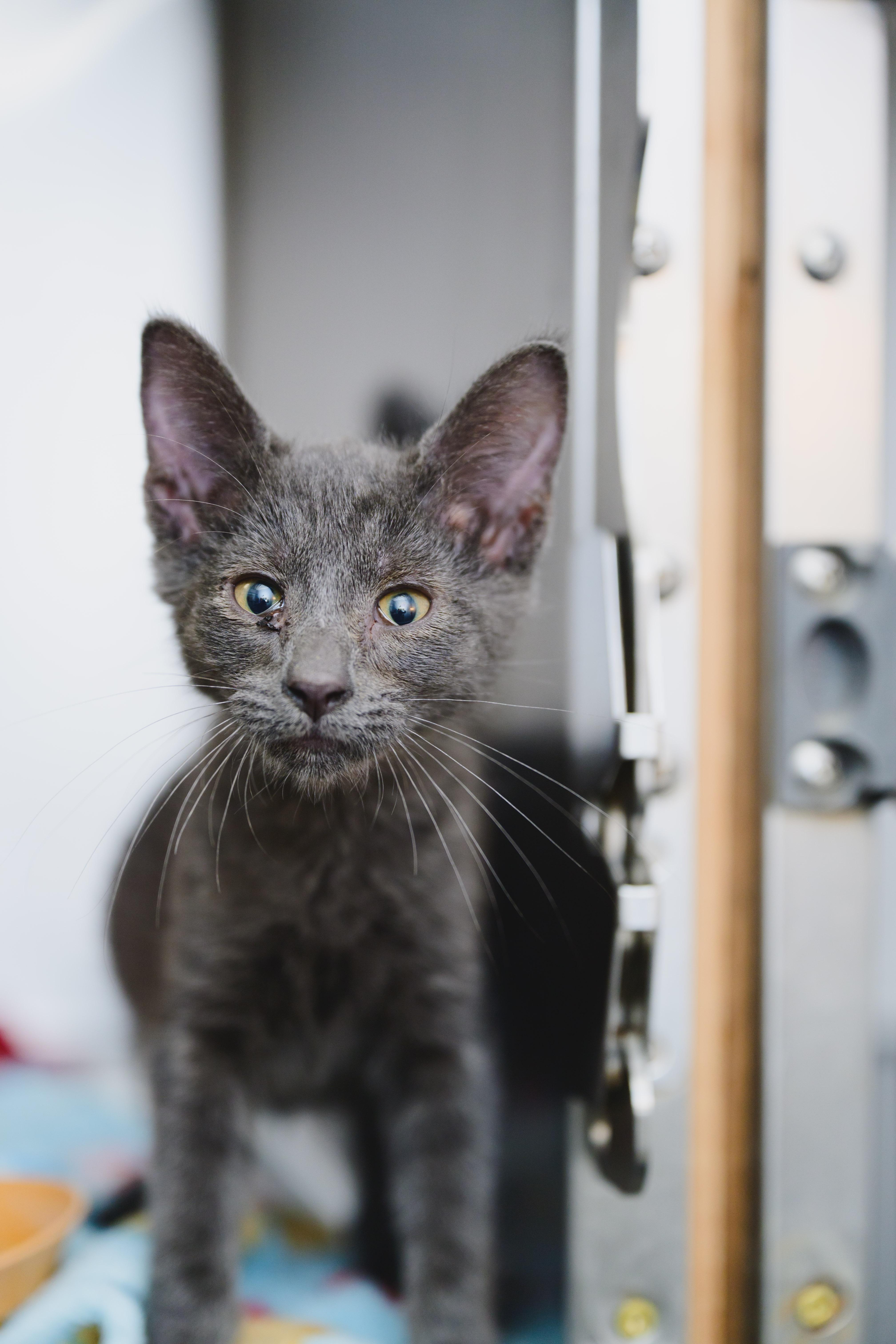 Enlarge Benson, a Adopted Domestic Short Hair in Honolulu, HI image 2/3