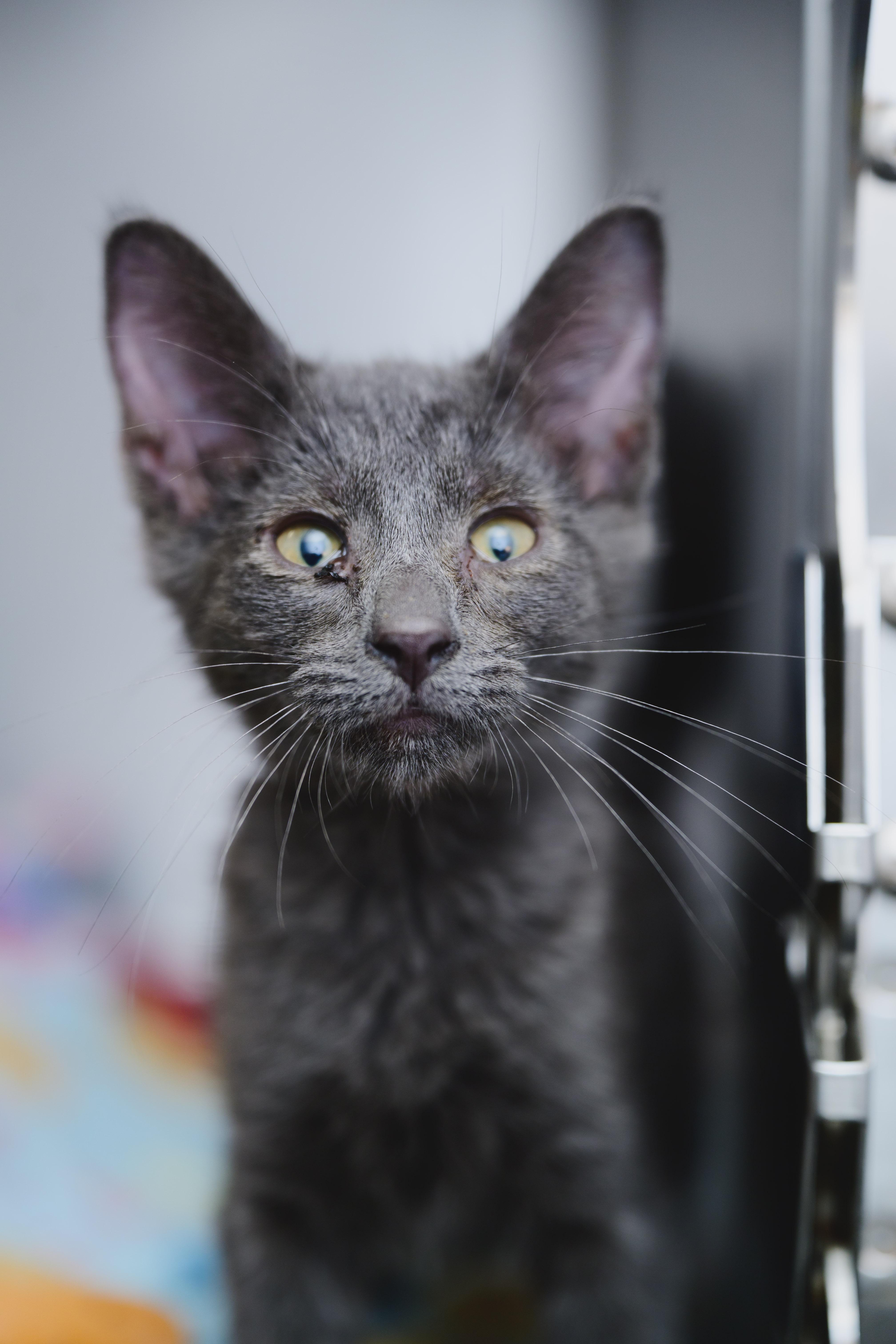 Enlarge Benson, a Adopted Domestic Short Hair in Honolulu, HI image 3/3