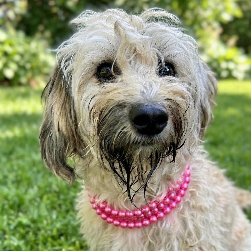 Enlarge Sandie, a Adoptable mixed breed in Las Vegas, NV image 1/2