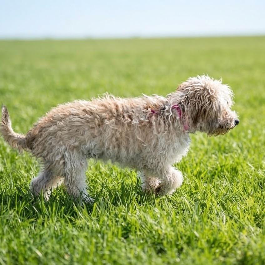Enlarge Sandie, a Adoptable mixed breed in Las Vegas, NV image 2/2