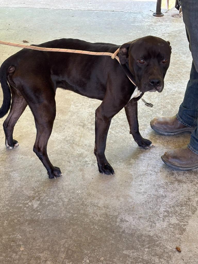 Josephine, Adoptable, Young Female Labrador Retriever.