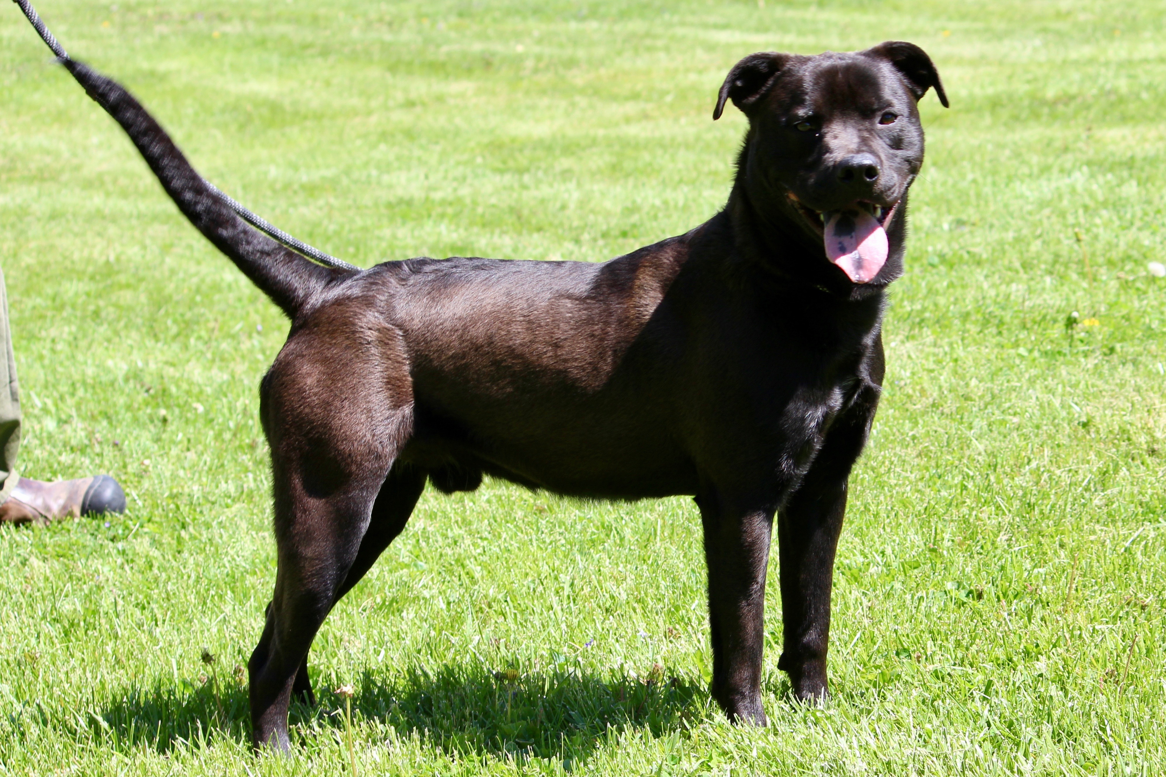 ZANE, a Adoptable Mixed Breed in Brazil, IN image 1/8